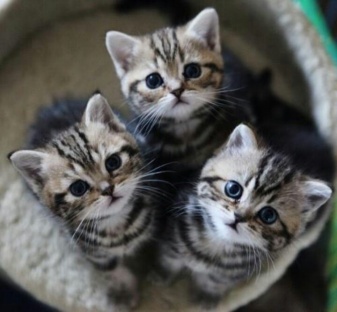 ea574f7b0c67a83a4d898c8566e346d4--adorable-kittens-cute-cats